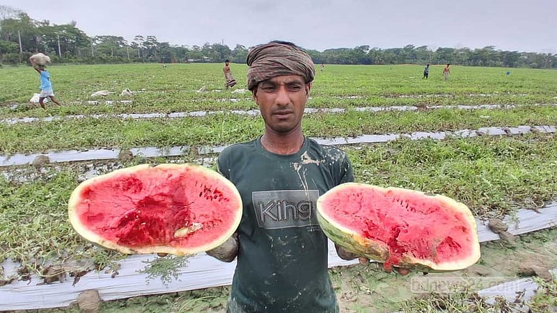 বরগুনায় টানা বৃষ্টিতে তরমুজ ক্ষেতে পানি, দিশেহারা চাষি