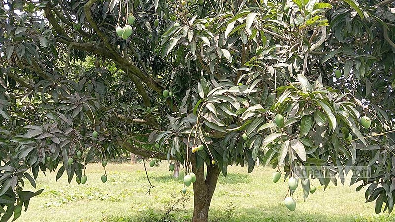 ‘ঝড়-শিলাবৃষ্টিতে আমের ক্ষতির চেয়ে লাভ বেশি’