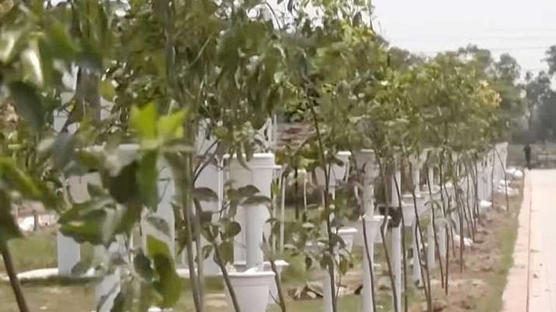 চট্টগ্রামের ডিসি পার্কে গাছ লাগানো শুরু, লক্ষ্য এক মাসে ১০ হাজার