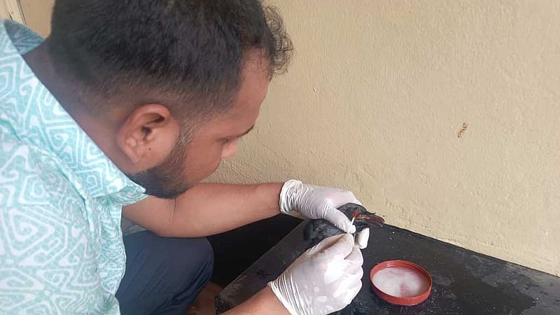 হাসপাতালে উড়ে এল অসুস্থ কাক, চিকিৎসা দিলেন ডাক্তাররা