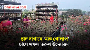 ফরিদপুরের ছাদ বাগানে ‘মরু গোলাপ’ চাষে ব্যাপক সাড়া