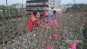 ছাদ বাগানে ‘মরুর গোলাপ’ চাষে সফল ফরিদপুরের তরুণ