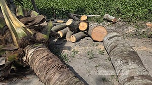 গোপালগঞ্জে বেড়িবাঁধের গাছ কাটার অভিযোগ