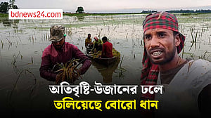 হবিগঞ্জে অতিবৃষ্টি-উজানের ঢলে তলিয়েছে হাওরের বোরো ধান