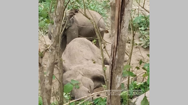 ‘মাংসের লোভে’ রাঙামাটির মৃত সেই হাতিটির শুঁড়-পা কেটে নেওয়া হল