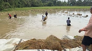 বর্ষণ ও ঢলে খাগড়াছড়িতে তলিয়েছে কৃষিজমি, ঝরেছে আম