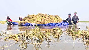 স্বপ্ন ডুবছে ঢলের পানিতে, দিশেহারা কিশোরগঞ্জের হাওর অঞ্চলের কৃষকরা