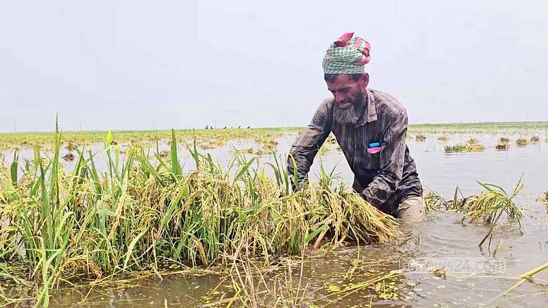 হাওরাঞ্চলে বন্যার উন্নতি হতে সপ্তাহ গড়াবে: বন্যা পূর্বাভাস কেন্দ্র