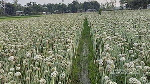কুড়িগ্রামে প্রথমবার পেঁয়াজ বীজ উৎপাদন