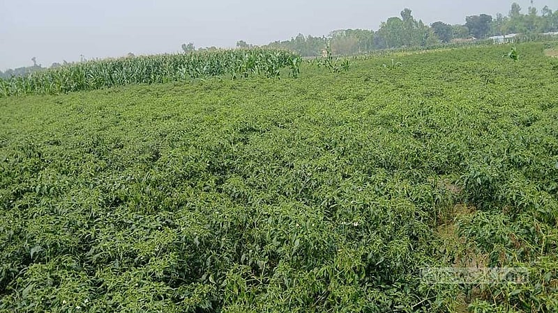 কুড়িগ্রামে ৫১৭ হেক্টর জমির ফসল ক্ষতিগ্রস্ত, লোকসানের মুখে চরাঞ্চলের কৃষকরা