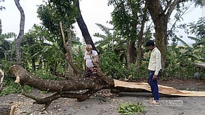 মেহেরপুরে ঝড়ের তাণ্ডবে লণ্ডভণ্ড ফসলের মাঠ, দিশেহারা আম ও ভুট্টা চাষিরা
