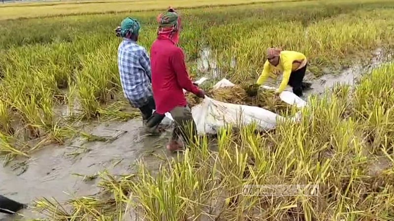 বৃষ্টি: নেত্রকোণায় বাড়ছে পানি ও কৃষকের দুর্দশা