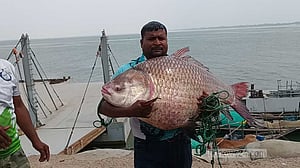 পদ্মায় ধরা পড়া ২৯ কেজির কাতল বিক্রি হল ৬৮ হাজারে