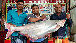 পদ্মায় ধরা পড়ল ২৫ কে‌জির পাঙ্গাস, ৭১ হাজারে বিক্রি