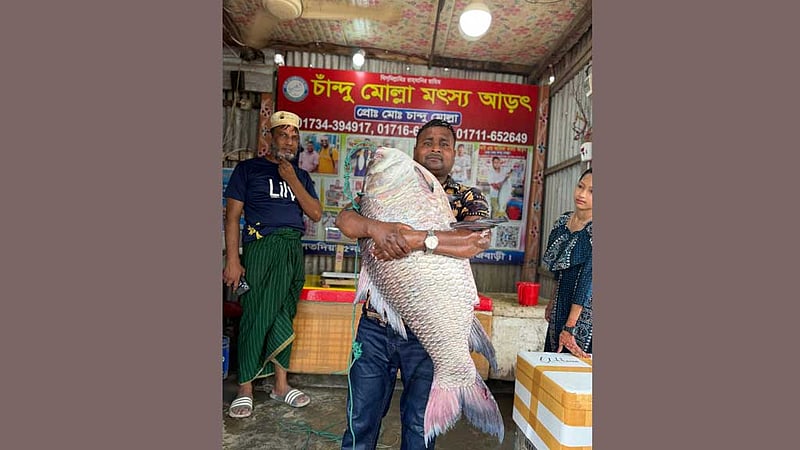 পদ্মায় জেলের জালে ২৫ কেজির কাতল, বিক্রি ৪৮ হাজারে
