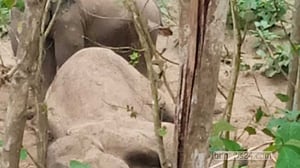 রাঙামাটিতে বন্যহাতির মৃত্যু, পাশে দাঁড়িয়ে শোকে কাতর সঙ্গী