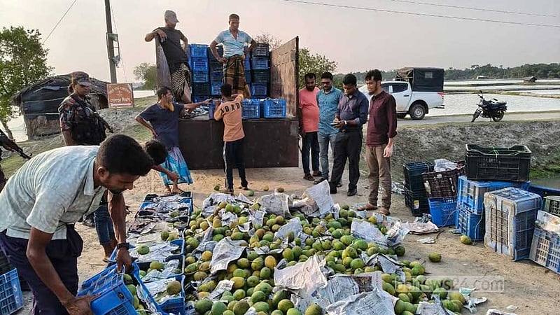সাতক্ষীরায় রাসায়নিক দিয়ে পাকানো ৮৪ মণ আম ধ্বংস