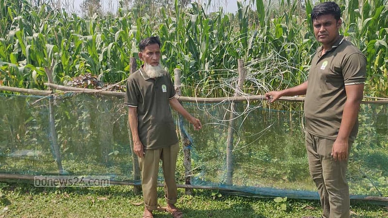 শেরপুরে বন্য হাতি ঠেকাতে ‘বৈদ্যুতিক ফাঁদ’, অপসারণ করল বন বিভাগ