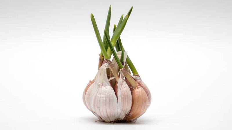 অঙ্কুরিত রসুন খাওয়া কি নিরাপদ?