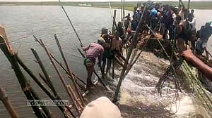 বাঁধ ভেঙে ডুবছে ‘দেখার হাওর’, ধান রক্ষার লড়াই