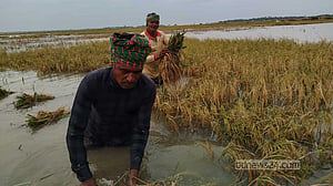 প্রকৃতি ও দুর্নীতির দ্বিমুখী লড়াই: অস্তিত্ব সংকটে হাওরের কৃষক