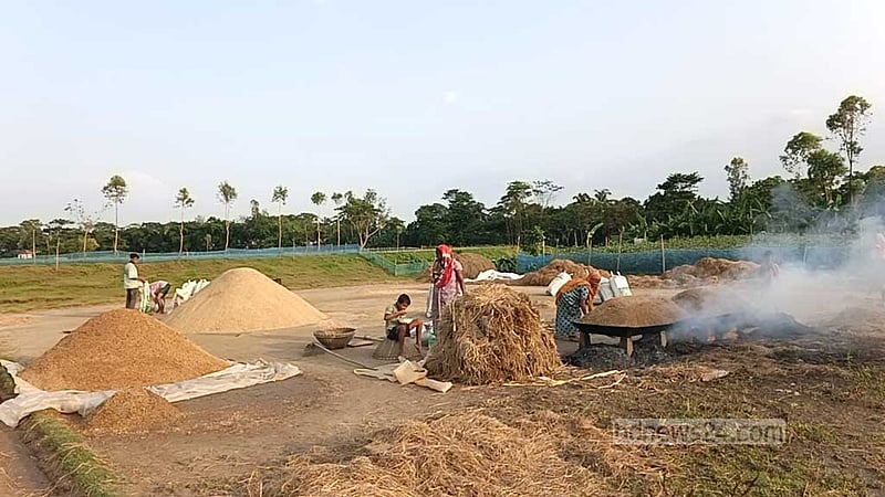 ‘খোরাকি’র আশায় কাঁচা ধানই সিদ্ধ করছে হাওরের কৃষক