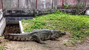 শিশুর প্রাণ নেওয়া খানজাহান মাজারের সেই কুমির এখন কক্সবাজারে