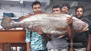 সাগরে ধরা পড়ল ২২ কেজির ‘দাতিনা ভোল’, বিক্রি ৩ লাখ ৫৫ হাজারে