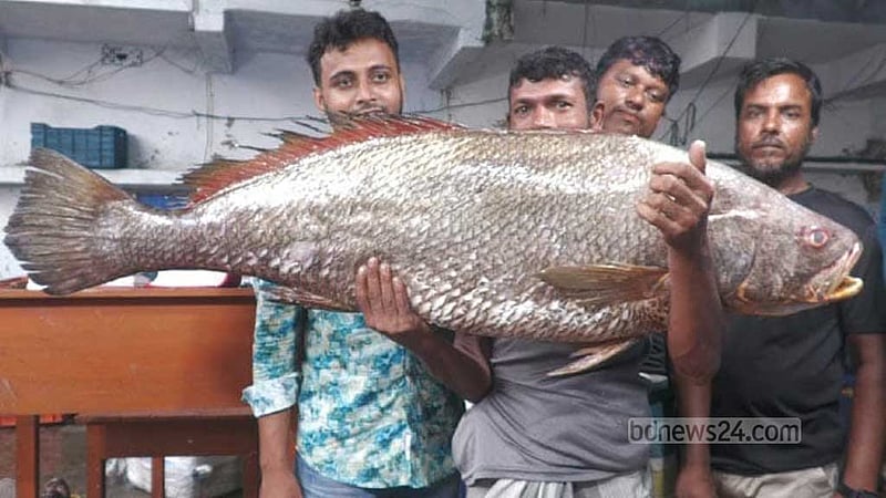 সাগরে ধরা পড়ল ২২ কেজির ‘দাতিনা ভোল’, বিক্রি ৩ লাখ ৫৫ হাজারে