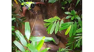 পাহাড়ের খাদে আটকে বন্য হাতি, ছড়াল উদ্ধারের ভিডিও