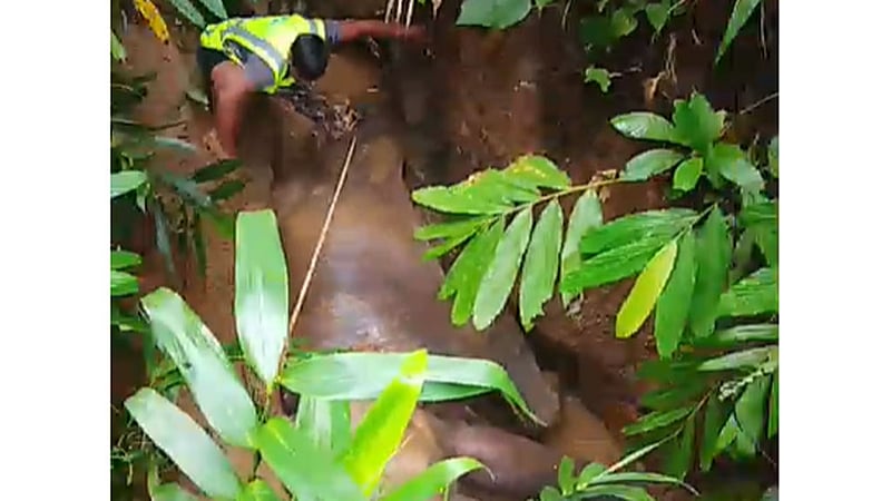 পাহাড়ের খাদে আটকে বন্য হাতি, ছড়াল উদ্ধারের ভিডিও