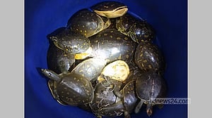 ভোলায় ড্রামে রাখা ৩২ কচ্ছপ উদ্ধার