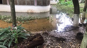 ‘চট্টগ্রাম শহরে মশা নেই কোথায়’, ৬ ওয়ার্ডেই ৯২ প্রজনন ক্ষেত্র