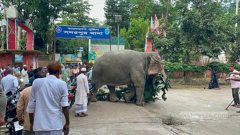 আদালতের নির্দেশে পুলিশ হেফাজতে থাকা হাতি যাচ্ছে মালিকের কাছে