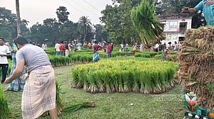 বৃষ্টিতে নষ্ট বীজতলা, দ্বিগুণ দামে চারা কিনতে হচ্ছে কৃষকদের