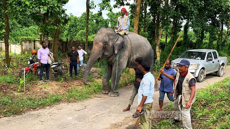 ২ বছর পর পার্ক থেকে বাড়ি ফিরল ‘সম্রাট’ আর ‘নিহারকলি’