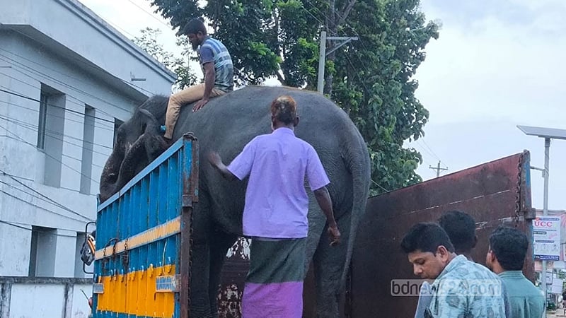 শরীরে ক্ষত নিয়ে ফের সাফারি পার্কে ফিরল ‘সম্রাট’ ও ‘নিহারকলি’