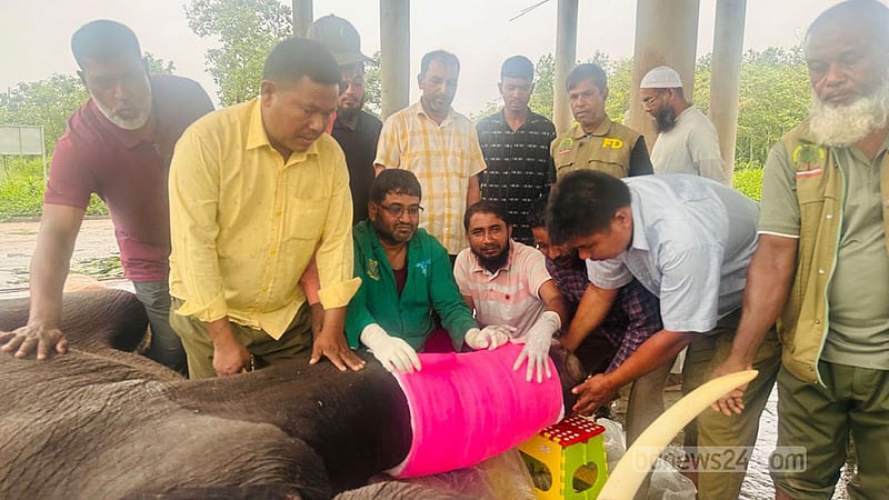 গাজীপুর সাফারি পার্কে ‘রাজা বাহাদুর’ ও ‘রাজু বাহাদুরের’ মৃত্যু: থানায় জিডি