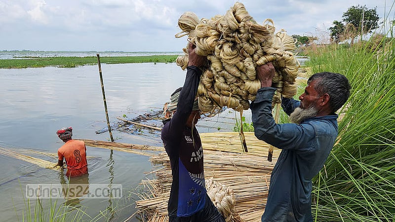 প্রথমবারের মত পাটের দাম নির্ধারণ করতে যাচ্ছে সরকার
