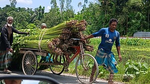 বর্ষাতেও পানির ‘হাহাকার’, পাট জাগ দিতে ভোগান্তি চাষির