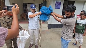 কুড়িগ্রামে বিল থেকে ৬ ফুট লম্বা অজগর উদ্ধার