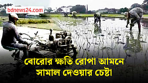 বোরোর ক্ষতি পুষিয়ে নিতে রোপা আমনে ব্যস্ত নেত্রকোণার কৃষক
