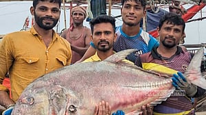কুয়াকাটা সাগরে ৫৪ কেজির তবল মাছ, বিক্রি ৩৬ হাজারে