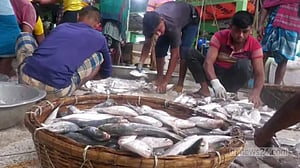 সাগরে এক খেয়ায় ধরা পড়ল ৪৬ মণ ইলিশ