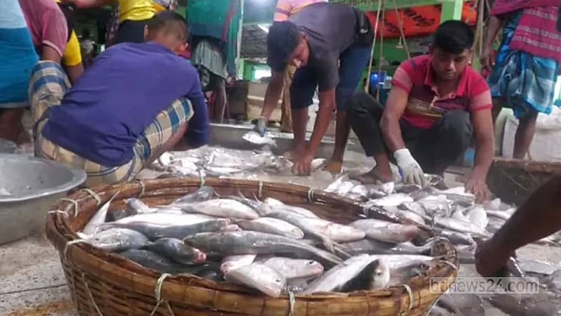 সাগরে এক খেয়ায় ধরা পড়ল ৪৬ মণ ইলিশ
