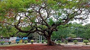 রাবির সেই কৃষ্ণচূড়া গাছটি ভেঙে পড়েছে, স্মৃতিকাতর শিক্ষার্থীরা