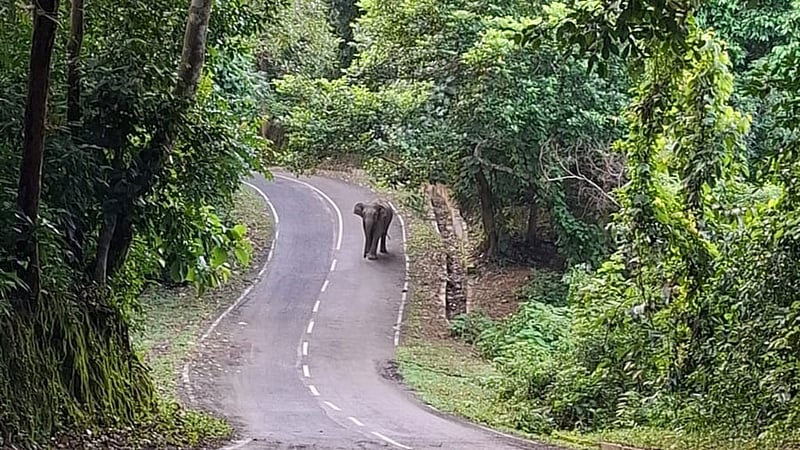 বাচ্চা হাতিকে সুরক্ষা দিতে সড়কে ৩ ঘণ্টা দাঁড়িয়ে মা, আতশবাজি ফাটিয়ে পাঠানো হয় বনে