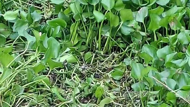 কচুরিপানার নিচে ভাসছিল মরদেহ, দুর্গন্ধে টের পান স্থানীয়রা