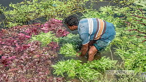 নোংরা পানিতে শাক ধুচ্ছেন তারা