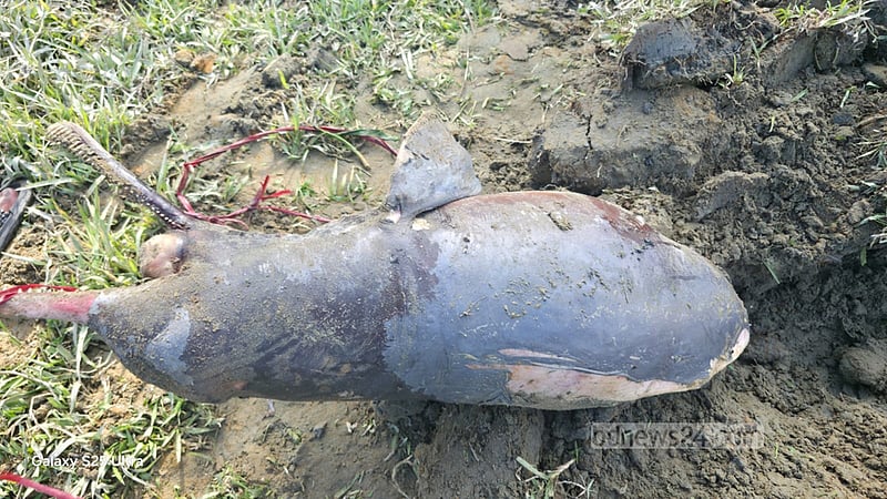 হালদায় মিলল আরেক মৃত ডলফিন